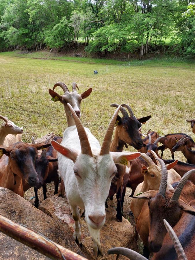 Au Petit Bois Magique Leilighet Payrac Eksteriør bilde
